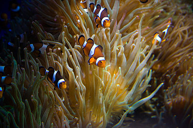 国产小精品:精品崛起,国货未来可期-1