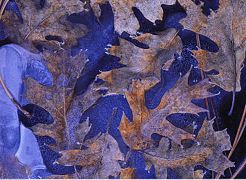 天天做天天摸天天爽天天爱：新游《无尽探险》：畅玩无止境，挑战升级不停歇-1