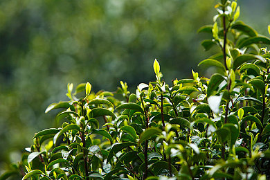 原神黄化网：原神黄化bug闹剧，miHoYo紧急修复-1