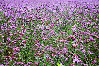 99热这里精品：发现隐藏宝藏，海量精品一键享-1