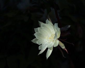 黄台窗口app:游戏新体验,黄台窗口app来袭-1