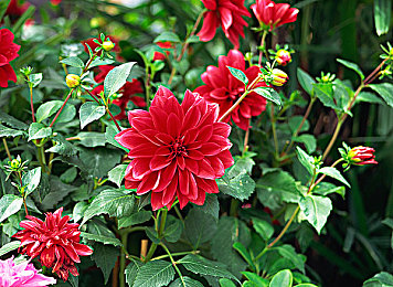 一个人的视频www：短视频新星：记录平凡，触动心灵-1