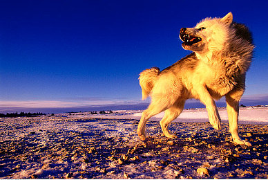 成品78w75通道1免费：奇幻世界免费启航，挑战新体验-3