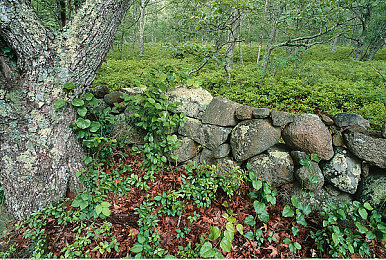 粉色视频APP苏州:苏州网红短视频,粉色潮流来袭-1