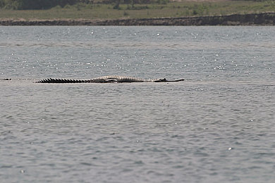 肌肉 壮汉 榨 浓 喷：肌肉壮汉榨瓶饮料，健身奇迹引关注-1