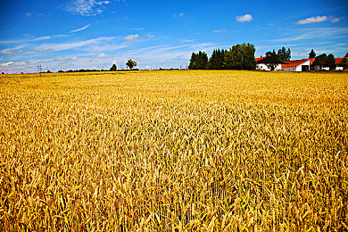 欧美卡一卡二：奇幻异世界，卡牌冒险大挑战-2