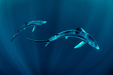 欧美男同高大：都市情缘，视觉盛宴，游戏新潮流-3