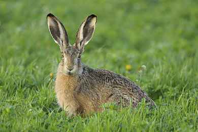 云缨被啪 羞羞同人图片：网络同人画作走红，同人文化魅力四射-4