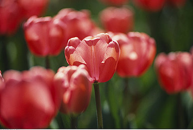 巨大な筋肉男男动漫游戏推荐:肌肉英雄集结,激战世界等你来!-3