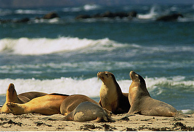 扒开千仞雪 狂揉 难受游戏：神秘探险游戏来袭，挑战你的智慧与勇气-2