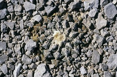 性少妇mdms性丰满h...：奇幻世界探险，性感角色助阵，游戏新宠来袭-1