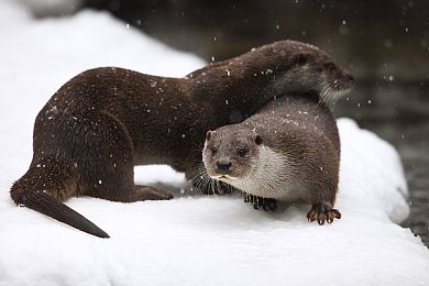 打扑克又叫又疼的视频原声版下载:搞笑扑克比赛,欢乐原声版来袭-2