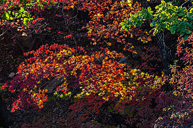 棉签加冰块等于牛奶：棉签冰块变牛奶，揭秘神奇饮品制作法-1