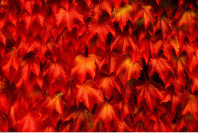 英语老师让我抄了一遍：抄写风波：老师一招，学生大悟诚信价-2