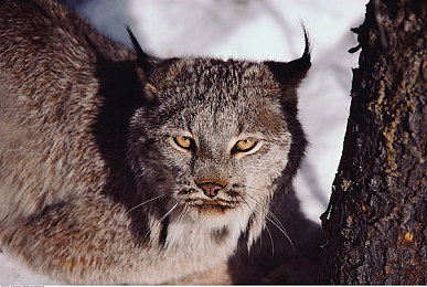 99re免费视频：揭秘：免费视频平台如何俘获观众心-1