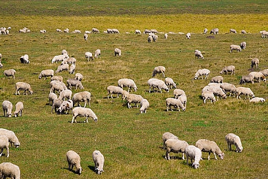 扣小花园的手势图：指尖舞动，扣出生活趣味-1