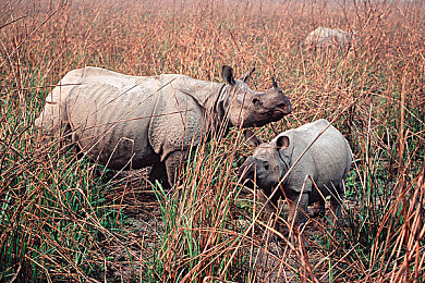 卡莎脸红流眼泪翻白眼照片：游戏圈奇观：卡莎表情走红网络-2