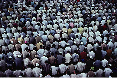 浓毛大泬近距离特写：原始森林奇观，摄影作品惊艳亮相