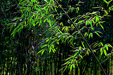 雷电将军3D被 吸乳羞羞漫:虚拟形象侵权引热议,动漫版权保护刻不容缓-2