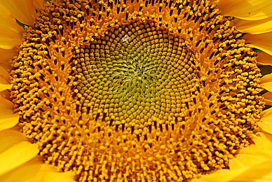 三上悠亚《最完美的情人》：游戏新宠，三上悠亚代言，《最完美情人》揭秘宝藏之旅-2