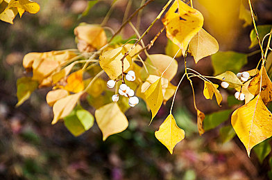 2019年最好的中文：2019年佳作盘点：文学盛宴引热议-3