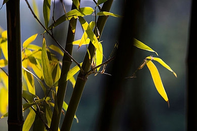 毛笔挠尿孔~快尿了:毛笔挠尿孔养生法:奇招还是秘籍?-2