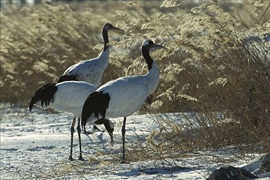 √天堂:神秘“天堂”惊艳亮相,南方美景引游客流连-2