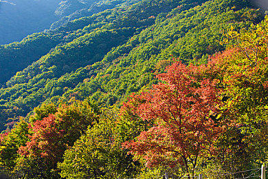 把香蕉放在桃子上会怎么样：水果乐园新玩法：香蕉摇桃子，趣味无穷！-1