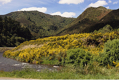 张柏芝一级A片：女神张柏芝遭遇“一级A片”风波，真相成谜-1