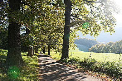 冰块加棉签等于牛奶：牛奶变粉红，冰块棉签揭秘神奇反应