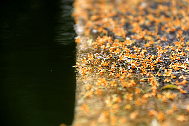 枫花恋被变态上司屈辱,职场悲剧:年轻女职员遭遇变态上司,尊严何在?-3