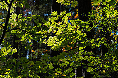 钟欣潼被躁的直流白浆：游戏新宠：星光璀璨，挑战来袭-3