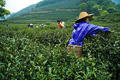 十大禁黄APP：禁黄APP曝光，家长学校共筑绿色网络