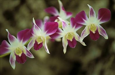 日本少妇特殊摩3:日式按摩新潮流,养生体验大不同-1