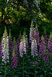 爱豆精品秘 国产传媒：影视新星崛起，青春悬疑引热议-3