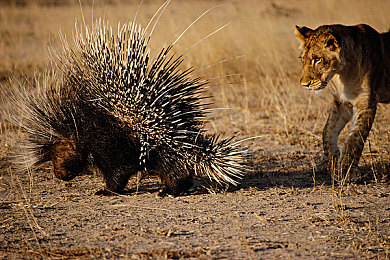 日韩五月天：五月天热潮席卷日韩，文化交流盛宴来袭-3