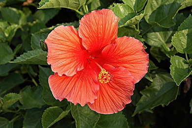 yw193coc龙物永不联还是原来:龙物联新升级,游戏新体验来袭-3