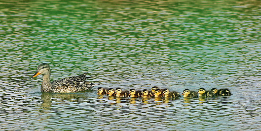 qqc十年沉淀只为成就经典:十年匠心铸就经典,软件巨头崛起之路-2