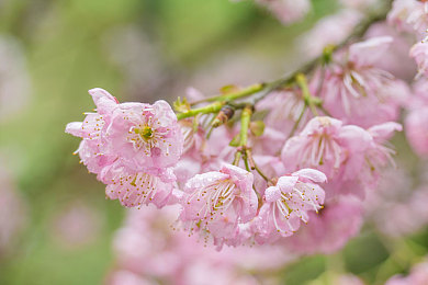 女人和女人 同性按摩：揭秘：同性按摩游戏走红，玩家体验多元文化-3