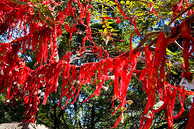 天天摸天天：科技生活新常态，手机成“生活必需品”，隐患如何防范？-3