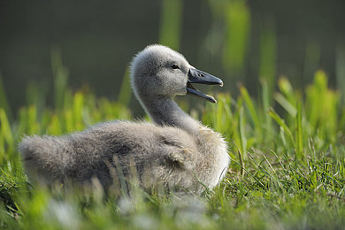 用毛笔刷尿孔崩溃:厕所清洁新招引争议,毛笔刷尿孔意外崩溃!-2