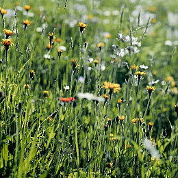 被义子侵犯的人妻石原莉奈:明星石原莉奈遭遇不幸,义子涉嫌侵犯-2