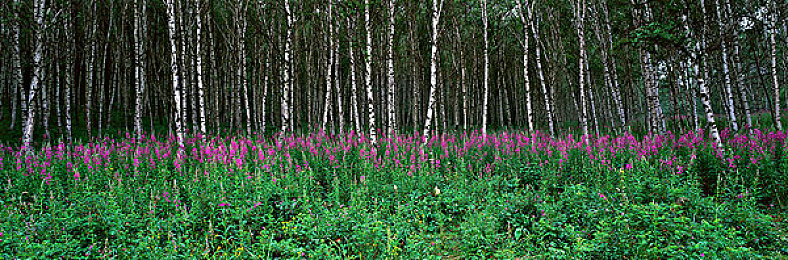 乌兰图雅的pB多大1：歌手乌兰图雅：亿级品牌价值，音乐与公益双丰收-4