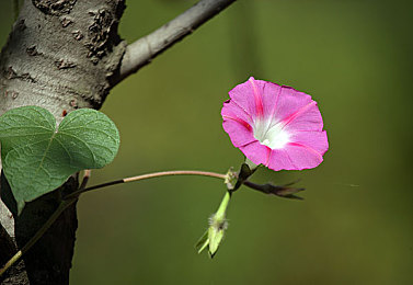 男生女生在一起草草草软件：情侣互动新游戏，浪漫体验来袭-4