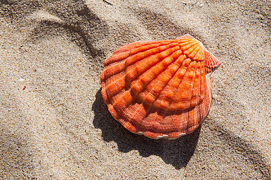 王强快拔出来老师怀孕：教师疑云：真相背后的网络暴力风波-1