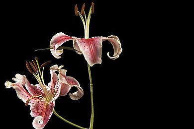 男生同性gv 免费网站：揭秘：免费同性恋平台吸睛无数-2