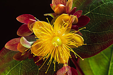 麻花传苏语棠闹元宵：元宵狂欢，苏语棠助力《麻花传》副本挑战-3