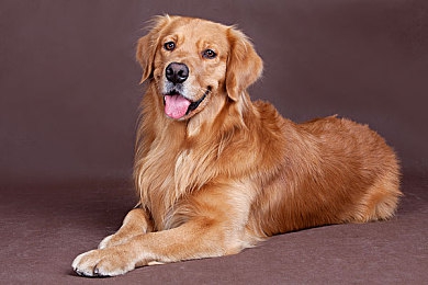 欧美人与物动XXXZZZZ：游戏革命来袭：情感共鸣新体验-2