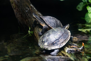 非洲BBw激情BBwBBw：神秘非洲探险，视觉盛宴来袭-5