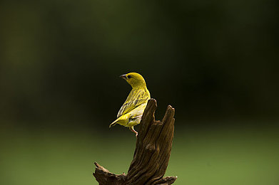 黄色软件APP免费下载：手机应用新宠，免费体验别错过-1